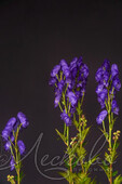 Аконит Кармихеля (Aconitum carmichaelii `Arendsii`)