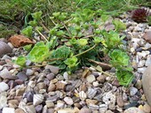 Камнеломка клинолистная (Saxifraga cuneifolia `Variegata`)
