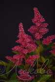 Астильба японская (Astilbe japonica `Bremen`)