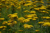 Тысячелистник таволговый (Achillea filipendulina `Coronation Gold`)