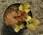 Гейхера гибридная (Heuchera × hybrida `Creme Brulee`)