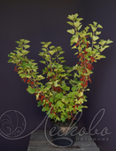 Смородина красная (Ribes rubrum `Rovada`)
