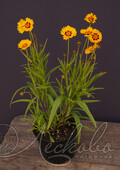 Кореопсис крупноцветковый (Coreopsis grandiflora `Sunfire`)