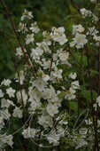 Чубушник венечный (Philadelphus coronarius)