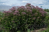 Посконник пятнистый (Eupatorium maculatum `Phantom`)