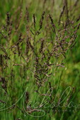 Молиния голубая (Molinia caerulea `Edith Dudszus`)