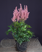 Астильба японская (Astilbe japonica `Rheinland`)