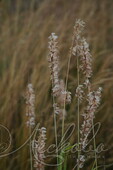 Перловник высочайший (Melica altissima)