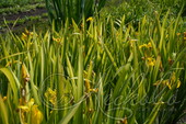 Ирис болотный (Iris pseudacorus `Variegata`)