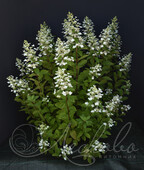 Гортензия метельчатая (Hydrangea paniculata `Chantilly Lace`)