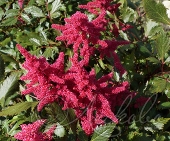 Астильба японская (Astilbe japonica `Vesuvius`)