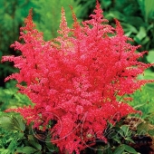 Астильба простолистная (Astilbe simplicifolia `Aphrodite`)