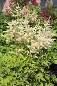 Астильба японская (Astilbe japonica `Washington`)