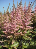 Астильба китайская (Astilbe chinensis `Finale`)