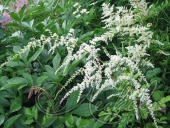 Астильба Тунберга (Astilbe thunbergii `Moerheimii`)