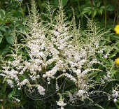 Астильба простолистная (Astilbe simplicifolia `Sprite`)