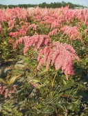 Астильба Тунберга (Astilbe thunbergii `Straussenfeder`)