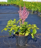 Астильба китайская (Astilbe chinensis `Vision in Pink`)