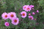 Астра новоанглийская (Aster novae-angliae `Barr's Pink`)