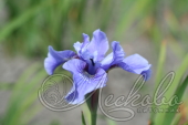 Ирис сибирский (Iris sibirica `Blue Moon`)