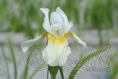 Ирис сибирский (Iris sibirica `Dreaming Orange`)