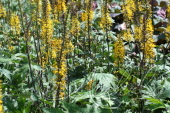 Бузульник Пржевальского (Ligularia przewalskii `Кленолистный`)