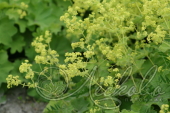 Манжетка мягкая (Alchemilla mollis `Robustica`)