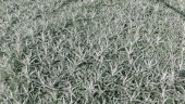 Полынь Людовика (Artemisia ludoviciana `Silver Qeen`)