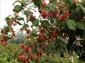 Малина сортовая (Rubus idaeus `Брянская`)