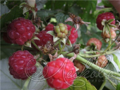 Малина сортовая (Rubus idaeus `Барнаульская`)