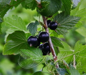 Смородина черная (Ribes nigrum `Волшебница`)