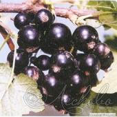 Смородина черная (Ribes nigrum `Гулливер`)