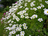 Камнеломка Арендса (Saxifraga arendsii ‘Sсhneeteppich’)