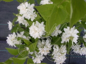 Чубушник венечный (Philadelphus coronarius `Комсомолец`)