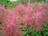 Астильба простолистная (Astilbe simplicifolia `Inshriach Pink`)