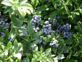Голубика садовая (Vaccinium corymbosum `Berkeley`)