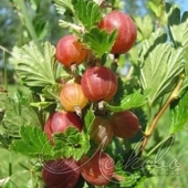 Крыжовник (Ribes grossularia `Ласковый`)