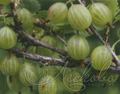 Крыжовник (Ribes grossularia `Балтийский`)