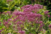 Посконник пятнистый (Eupatorium maculatum `Baby Joe`)