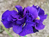 Ирис сибирский (Iris sibirica `Double Standard`)