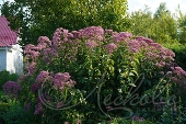 Посконник пятнистый (Eupatorium maculatum `Atropurpureum`)