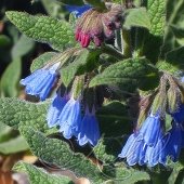Окопник крупноцветковый (Symphytum grandiflorum `Hidcote Blue`)
