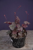 Гейхера гибридная (Heuchera × hybrida `Can Can`)