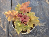 Гейхера гибридная (Heuchera × hybrida `Marmalade`)