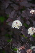 Пузыреплодник калинолистный (Physocarpus opulifolius `Diabolo`)