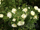 Роза колючейшая (бедренцеволистная) (Rose pimpinellifolia)