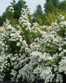 Спирея Ван-Гутта (Spiraea vanhouttei)