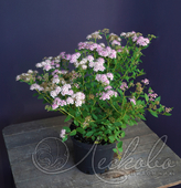 Спирея японская (Spiraea japonica `Little Princess`)