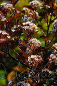 Пузыреплодник калинолистный (Physocarpus opulifolius `Summer Wine`)