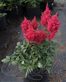 Астильба японская (Astilbe japonica `Red Sentinel`)